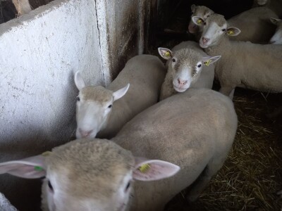 Stado ile de france na prodaju