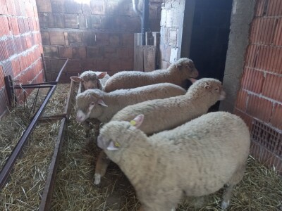 Stado ile de france na prodaju