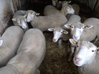 Stado ile de france na prodaju