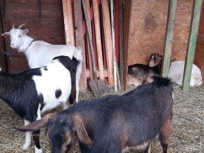 Stado koza na prodaju
