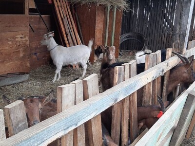 Stado koza na prodaju