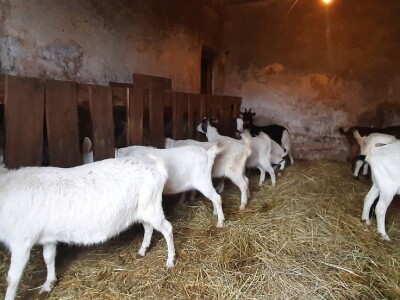 Stado koza na prodaju