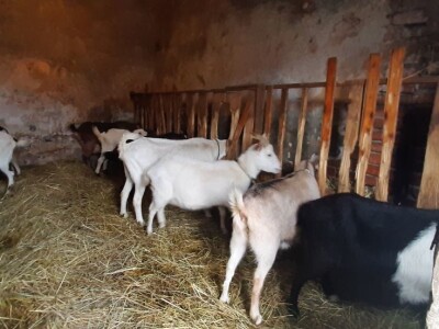 Stado koza na prodaju