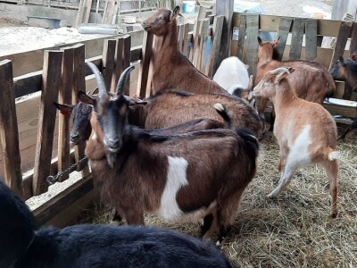 Stado koza na prodaju