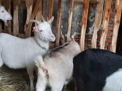 Stado koza na prodaju