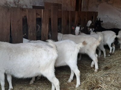 Stado koza na prodaju