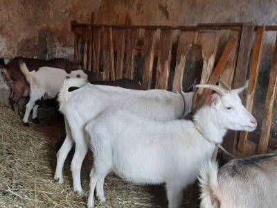 Stado koza na prodaju