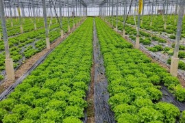 Staklenici najam ili prodaja