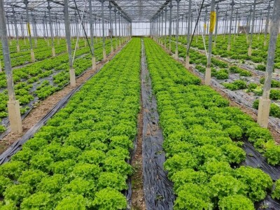 Staklenici najam ili prodaja