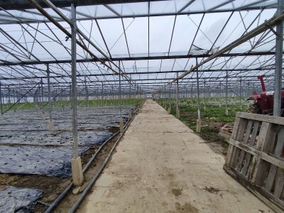 Staklenici najam ili prodaja