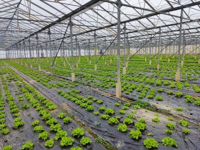 Staklenici najam ili prodaja