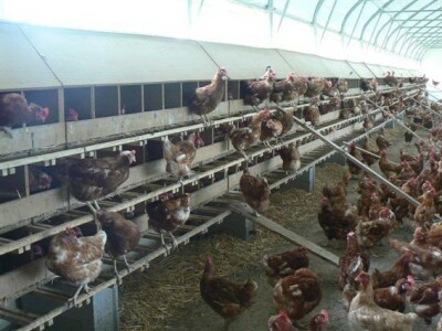 staklenici   plastenici