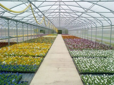 staklenici   plastenici