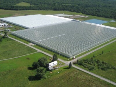 staklenici   plastenici