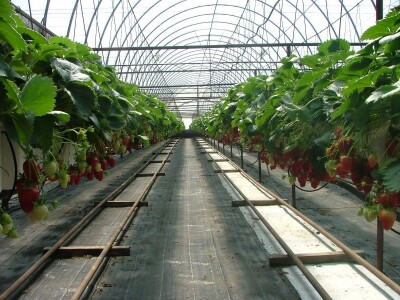 staklenici   plastenici