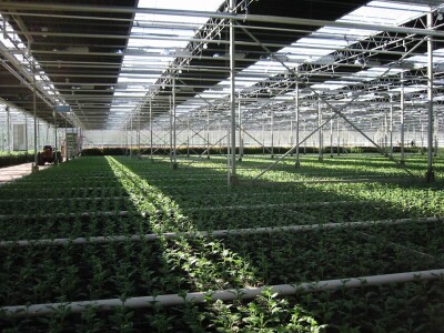 staklenici   plastenici