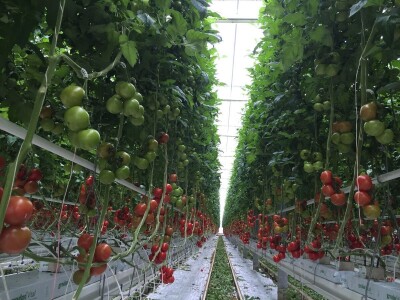 Izgradnja staklenika i opreme