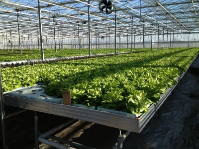 Izgradnja staklenika i opreme