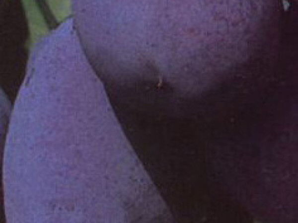 Šljiva - Stanley - sadnice