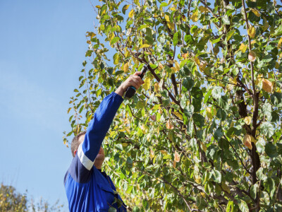 Campagnola akumulatorske škare Stark L