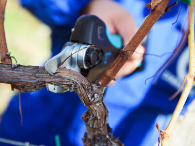 Campagnola akumulatorske škare Stark M