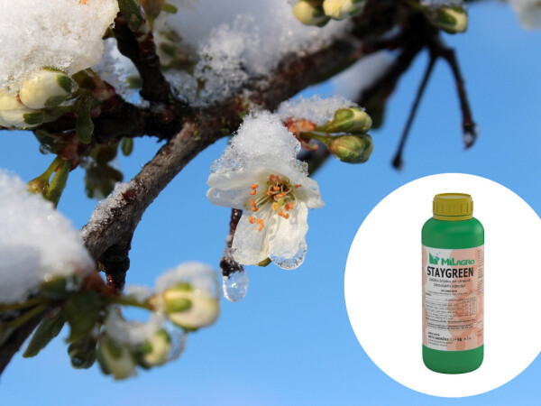 Staygreen - zaštita biljaka od stresnih klimatskih utjecaja