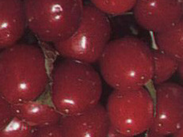 Trešnja - Stella - Sadnice