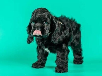 Štenad Cavalier King Charles španijel