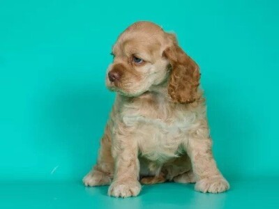 Štenad Cavalier King Charles španijel