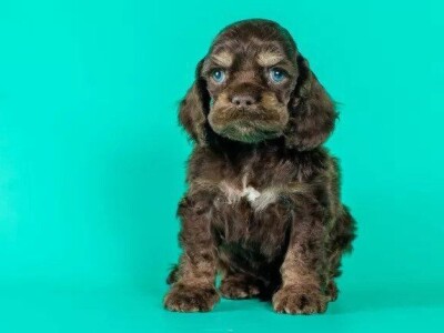 Štenad Cavalier King Charles španijel