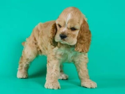 Štenad Cavalier King Charles španijel