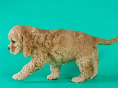 Štenad Cavalier King Charles španijel