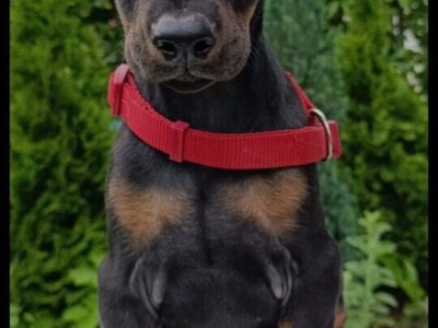 Štenci dobermana