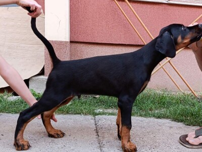 Štenci dobermana