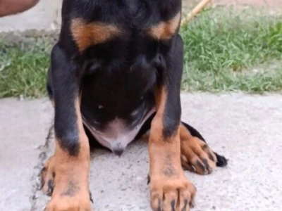 Štenci dobermana