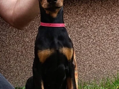Štenci dobermana