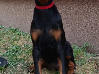Štenci dobermana