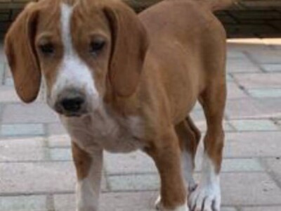 Štenci POSAVSKI GONIĆ