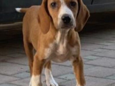 Štenci POSAVSKI GONIĆ