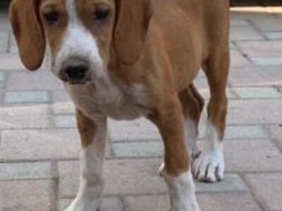 Štenci POSAVSKI GONIĆ