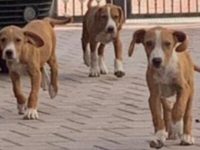 Štenci POSAVSKI GONIĆ