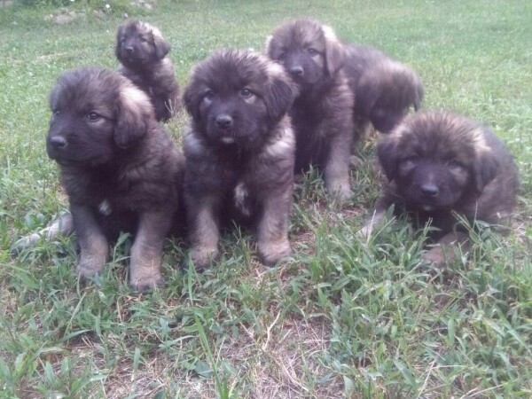 štenci šarplaninca