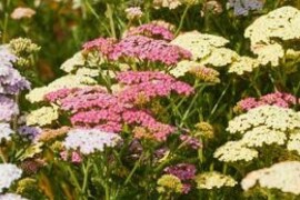 Stolisnik FAVORITE BERRIES