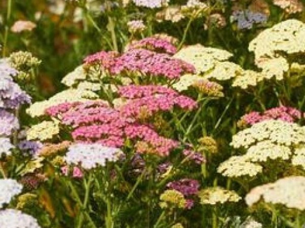 Stolisnik FAVORITE BERRIES