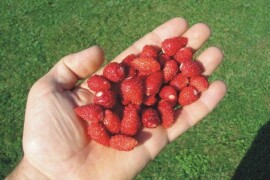 Šumska jagoda- sorta Regina, kontejnerske sadnice