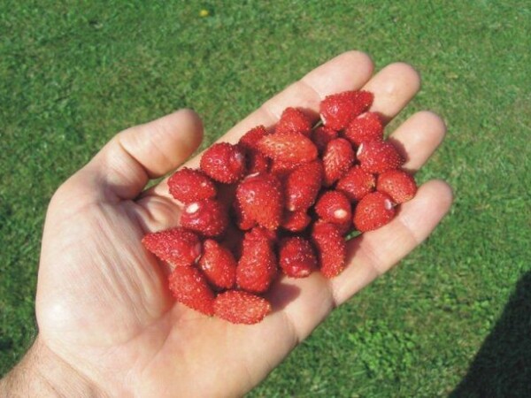 Šumska jagoda- sorta Regina, kontejnerske sadnice