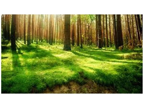 ŠUMU 10179 m2, Sibinj Završje, povoljno prodajem