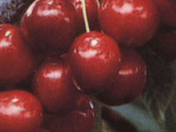 Trešnja - Sunburst - sadnice