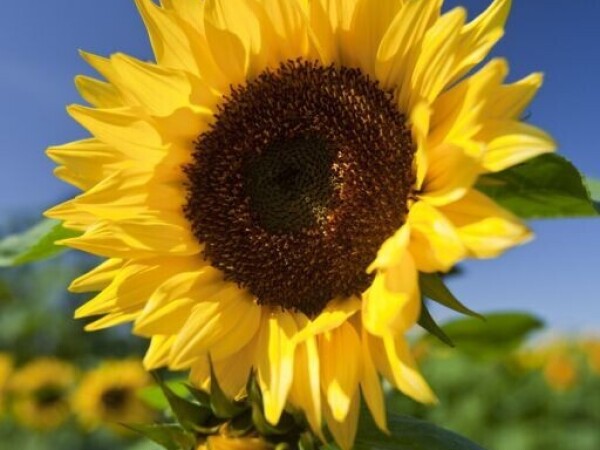 Suncokret Peredovick (Heliantus annuus)