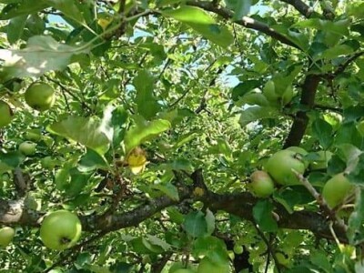 Sveta Nedelja/Jagnjić Dol, poljoprivredno zemljište, 1044 m2